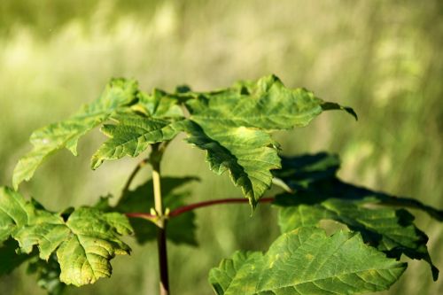 leaf plant green