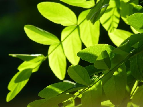 leaf the leaves green