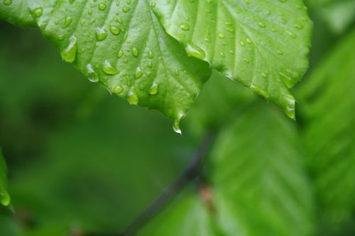 leaf drop nature