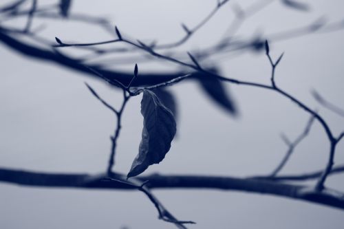 leaf nature spring