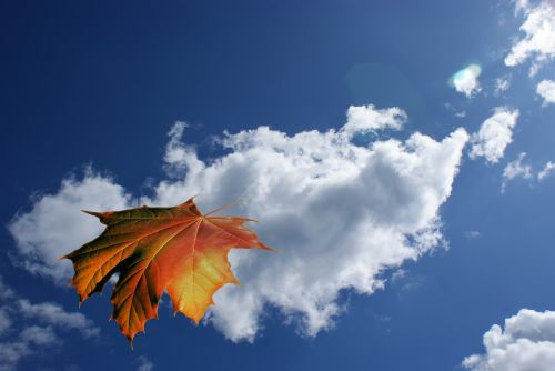 leaf clouds sky