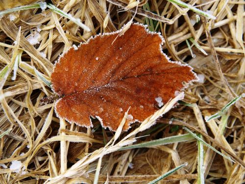 leaf brown frost