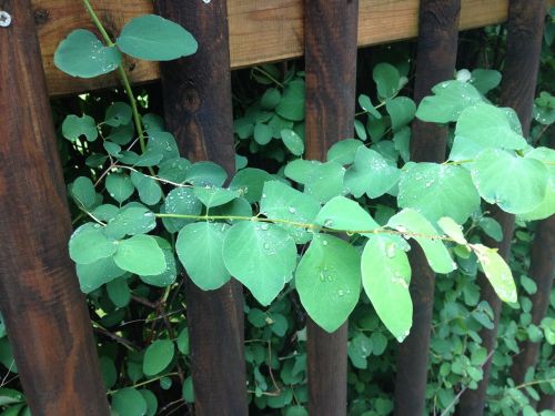 leaf green fence