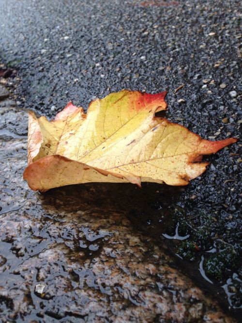 leaf nature dead leaf