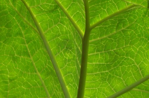 leaf green transparent
