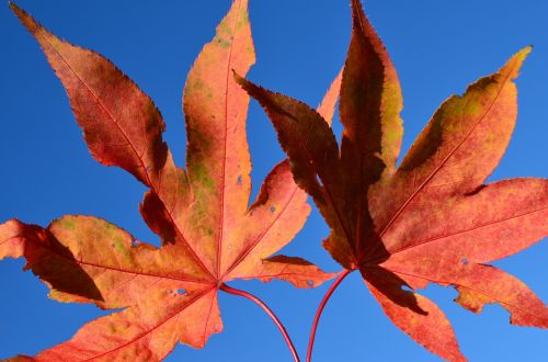 leaf leaves sky