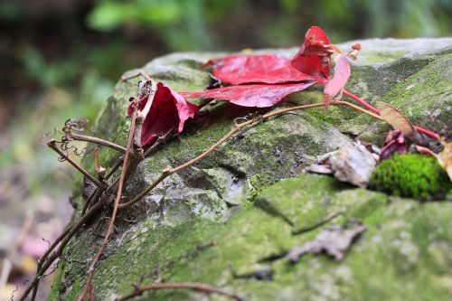 leaf leaves branches