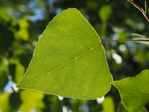 leaf poplar leaf leaf veins