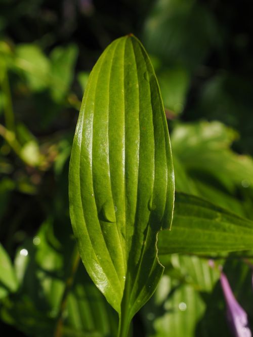 leaf green leaf veins