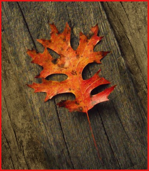 leaf oak autumn