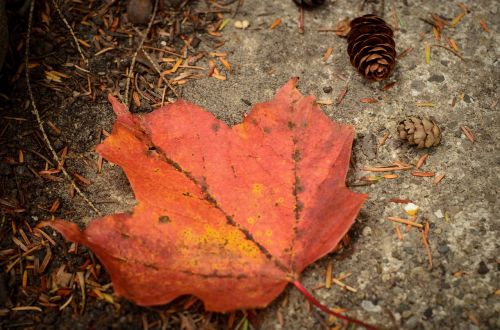 leaf autumn pinecone