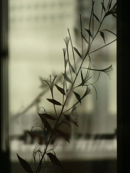 leaf shadow window