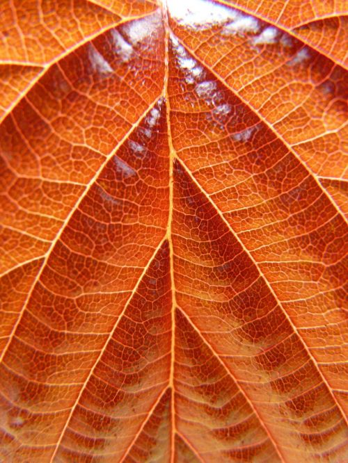 leaf common hazel hazel