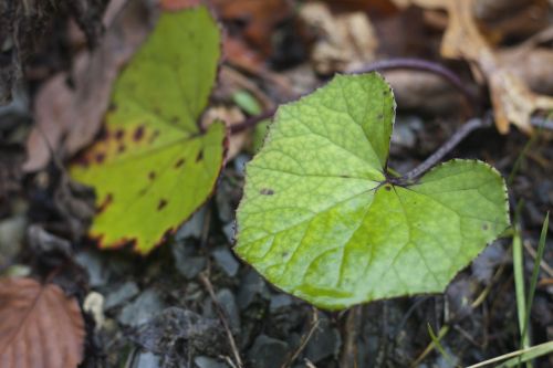 leaf glen park leaves