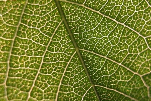 leaf macro micro