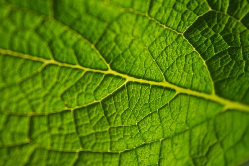leaf green macro