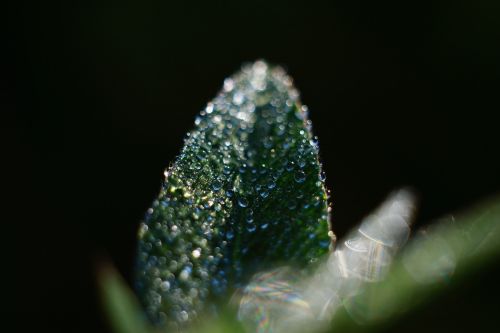 leaf rain drops wet