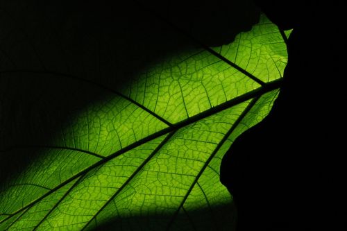 leaf structure texture