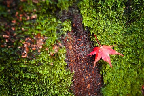 leaf maple nature
