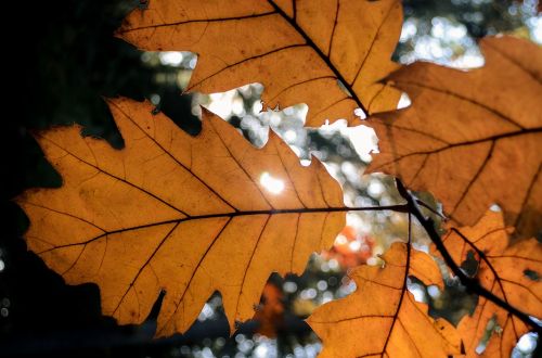 leaf autumn sunlight