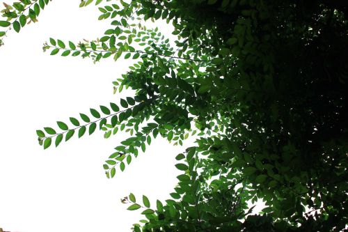 leaf flower tree wood