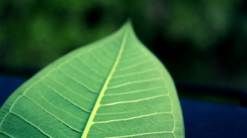 leaf green leaf the leaves