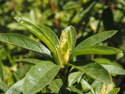 leaf bud green