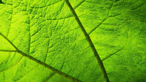 leaf transparency light