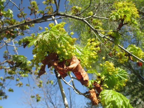 leaf tree spring