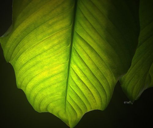 leaf green leaf nature