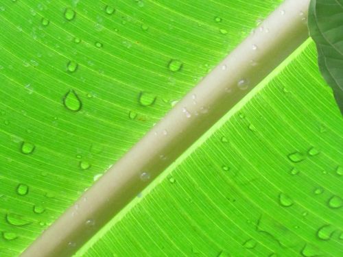 leaf palm green