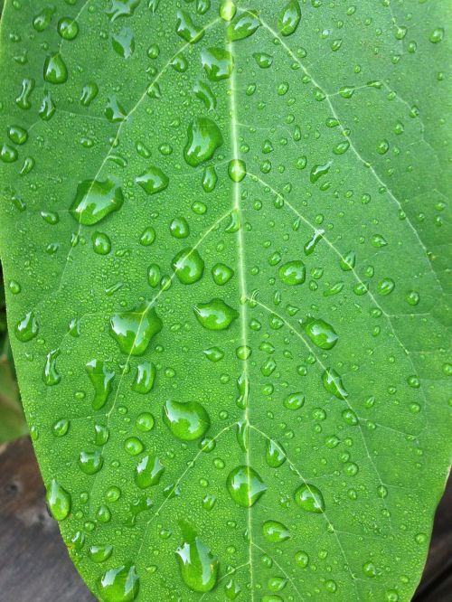 leaf green drop of water