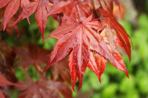 leaf maple red