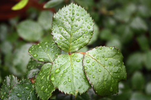 leaf rose leaf drop of water