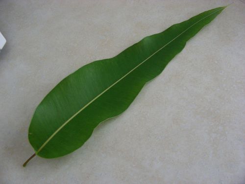 leaf gum leaf leaves