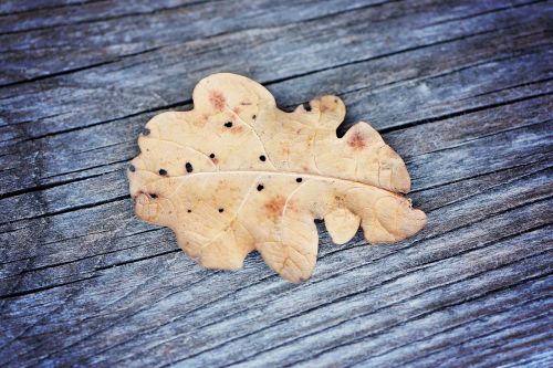leaf oak leaf dried