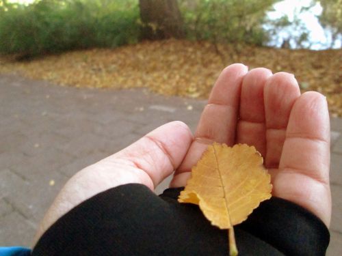 leaf autumn hand