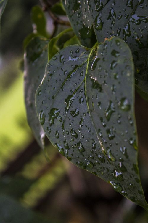 leaf wet rain