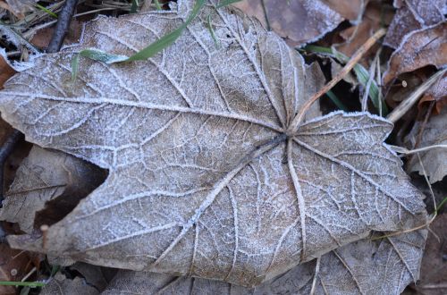 leaf winter frozen