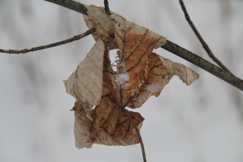 leaf winter snow