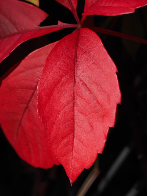 leaf red ordinary jungfernrebe