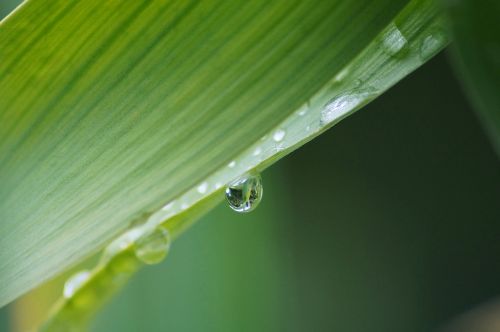 leaf droplet plant