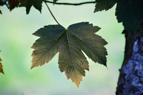 leaf bark sweetness