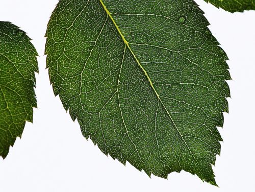 leaf rose plant