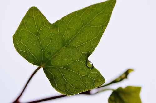 leaf ivy plant