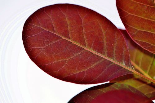 leaf plant nature