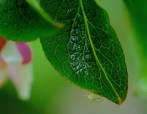 leaf green plant