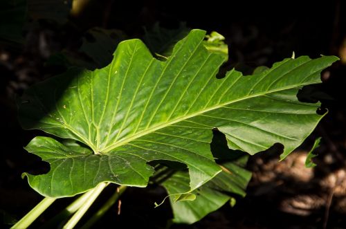 leaf green cunjavoi