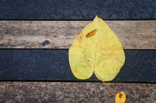 leaf wood yellow