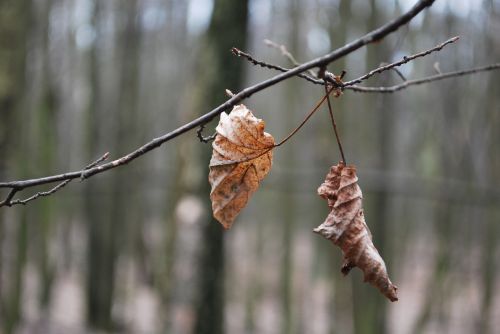 leaf autumn gray